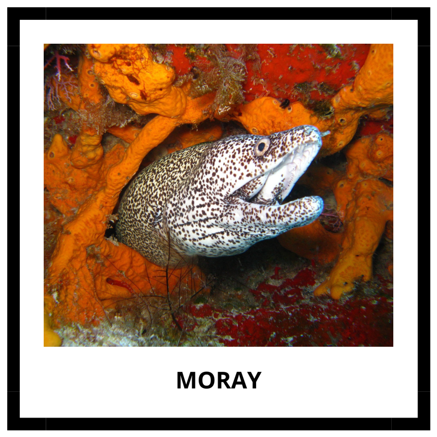 Short Memory Fish FISH - memory game (30 species) | Učitelnice